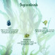 Biotique Ocean Kelp Anti Hairfall Shampoo - Intensive Hair Growth Therapy