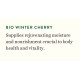Biotique Winter Cherry Rejuvenating Body Lotion - Intense Hydration & Anti-Aging
