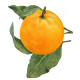 Biotique Bio Orange Peel Revitalizing Body Soap - 100% Botanical Extracts