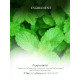 Khadi Natural Herbal Peppermint Essential Oil - Invigorating Aromatherapy