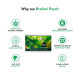 Kerala Ayurveda Brahmi Pearls 40 Capsules - Enhances Cognitive Functions Kerala Ayurveda Brahmi Pearls 40 Capsules - Enhances Cognitive Functions