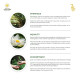 Kerala Ayurveda Punarnavadi Kwath Tablet - Natural Diuretic & Herbal Remedy