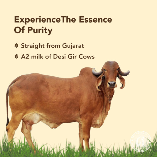 Anveshan A2 Gir Cow Desi Ghee 500ML - Traditional Bilona Method