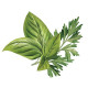 Biotique Basil & Parsley Revitalizing Bathing Bar - Ayurvedic & Organically Pure