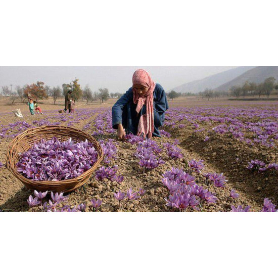 Namo Organics Saffron - Pure Kashmiri Kesar for Pregnant Women