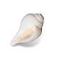 MITAKSI Crafts Bhajnewala Shankh - Pure Natural Shell with Loud Echo Sound
