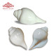 MITAKSI Crafts Bhajnewala Shankh - Pure Natural Shell with Loud Echo Sound