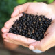 El The Cook Cubeb or Kababchini 50gm - Exotic Spice for Gourmet Cooking