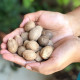 El The Cook Nutmeg or Jaiphal 50gm - Rich Aroma for Culinary Delights